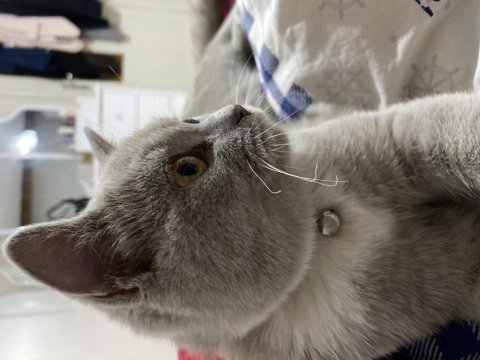 British shorthair sahiplendirmek istiyorum