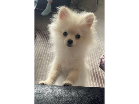 Pomeranian boo 5 aylık