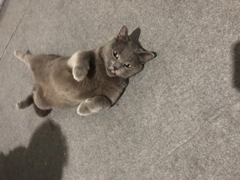 British shorthair