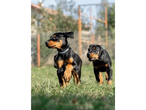 Avrupa king doberman yavruları ruhsatlı çiftlikten