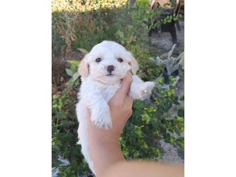 2 aylık malta terrier cinsi 0 numara