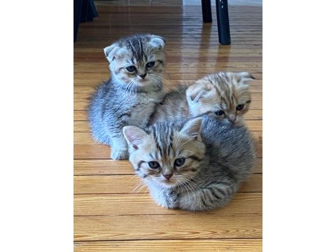 Scottish fold yavrular sahibinden sahiplendirilecek