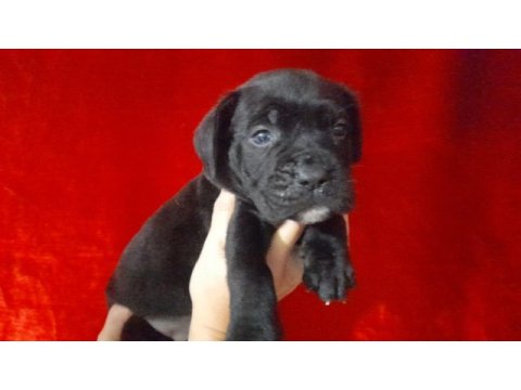 Cane corso 2 aylık