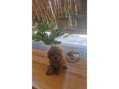Ev ortamından kore kan toy poodle yavrusu