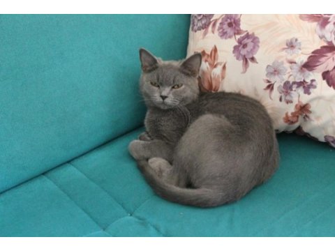 Çok uysal british shorthair