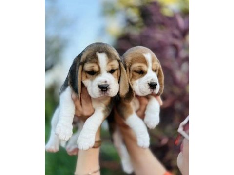 Beagle yavrularımız