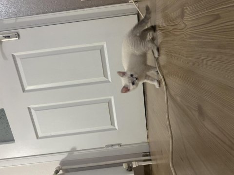 Son 4 yavru scottish fold