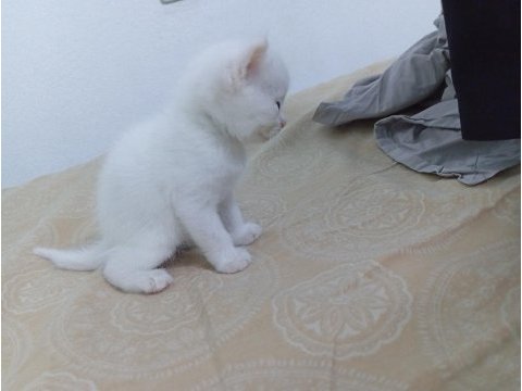 British shorthair yavru 28 günlük