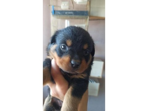 Koca kafa macar rottweiler köpeği