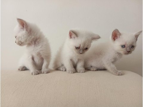 Safkan yavru harika kedilerim