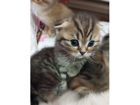 Minik scottish fold yavrularımız