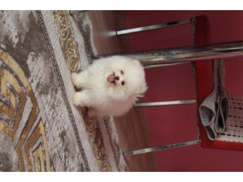 A kalite pomeranian yavrular için ulaşabilirsiniz