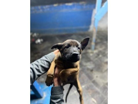 Safkan belçika malinoisler
