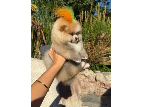 Orjinal pomeranian boo 