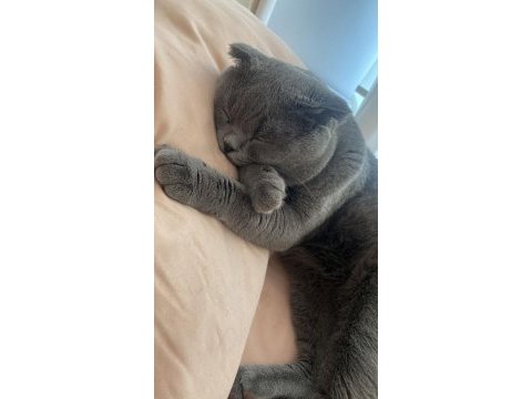 1,5 yaşında scottish fold ücretsiz sahiplendirilecektir