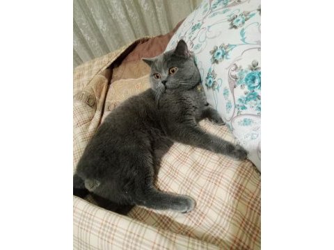 Ücretsiz sahiplendirme british shorthair