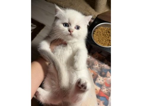 British shorthair golden point dişi erkek kardeşler