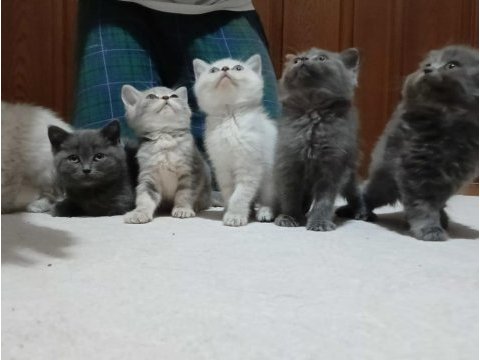 Sevimli dostlar british shorthair