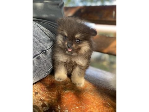 Orjinal ayı surat pomeryan booo bebekler