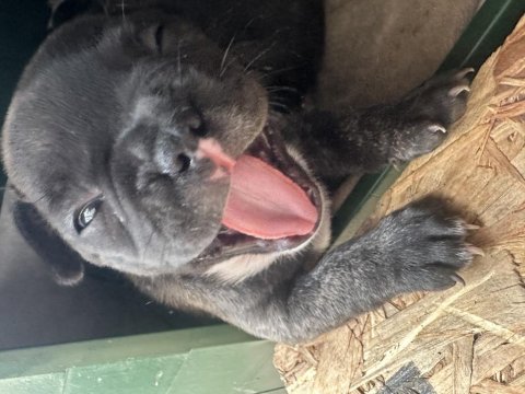 French bulldog yavrular