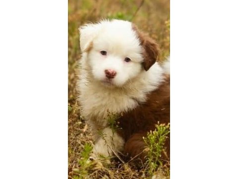Çok iyi border collie yavruları istanbul