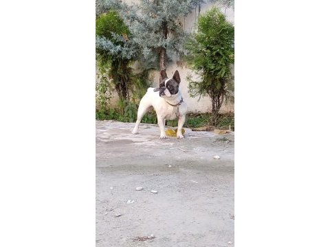 1.5 yaşında sağlıklı ve bakımlı dişi french bulldog