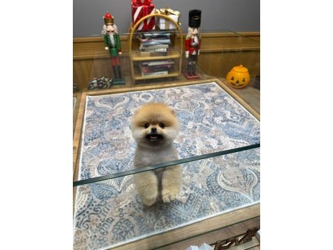 Orjinal ırk ve sağlık garantili pomeranian yavrular