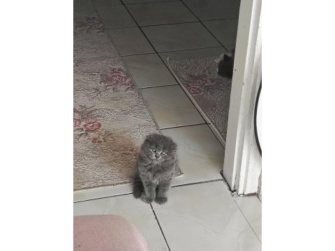 Show kalite safkan scottish fold bebekler
