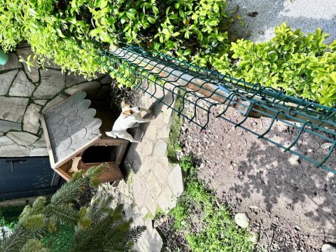 Dişi jack russell 2 yaşında