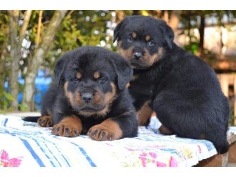 Akkuş üretim çiftliğinden rottweiler yavruları