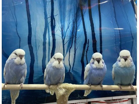 Beyaz jumbo ve renk muhabbet kuşu yavrular