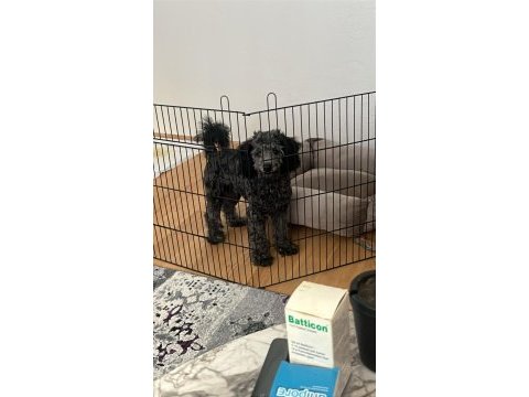 6 aylık silver poodle