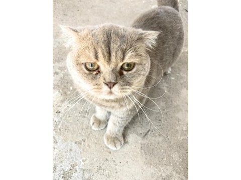 Kedime yeni yuva arıyoruz