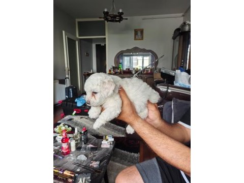 Maltese terrier yavrular a kalite