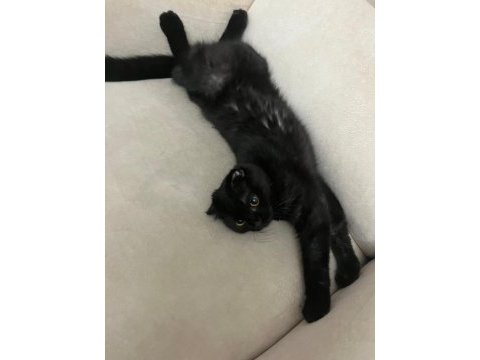 Scottish fold kedisi sahiplendirme
