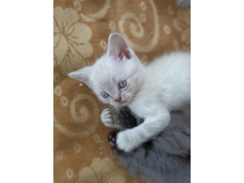 Beyaz british shorthair