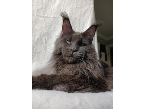 Harika sağlıklı maine coon dişi yavru