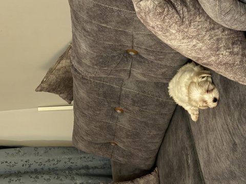 İstanbul içi sahiplendirilecek maltipoo