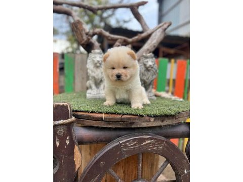 Üst kalite çin aslanı chow chow yavruları