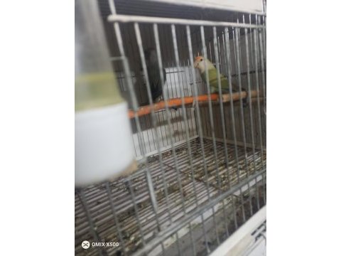 Son kalan sevda papağanı takım