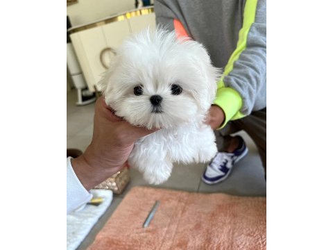 Kore mikro boy maltese alissa
