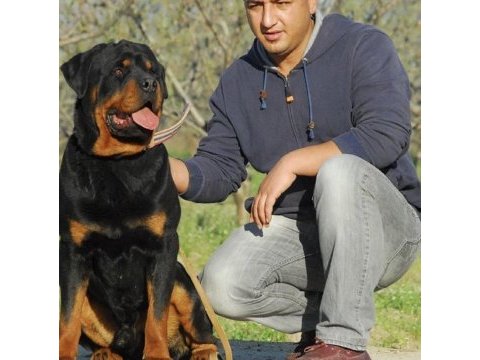 Koca kafa rottweiler yavruları burkem‘den