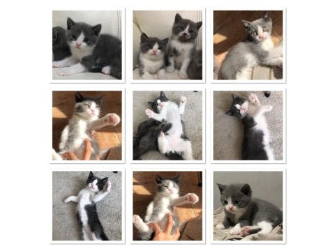 Yavrularıma yeni yuvasını arıyorum scottish fold