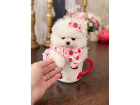 Mini boy prenses pomeranian boo
