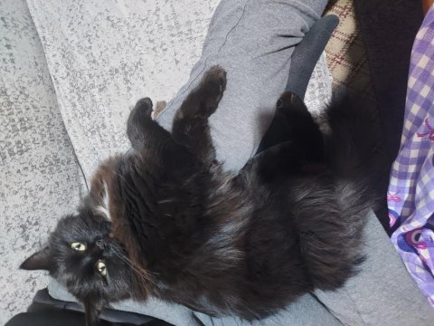 Yetişkin norveç orman kedisi