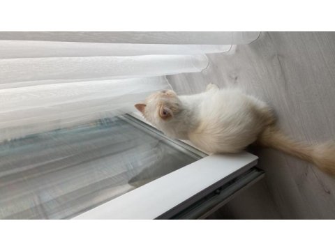 İran persian 5 aylık aşısı dün yapıldı