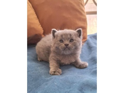 Kendi kedimin bebeklerine ömürlük yuva