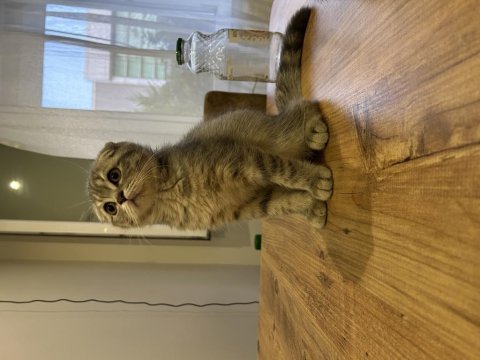4 aylık scottish fold yavrular uyguna verilecektir