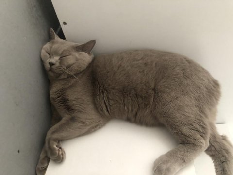 Safkan british shorthair lilac erkek