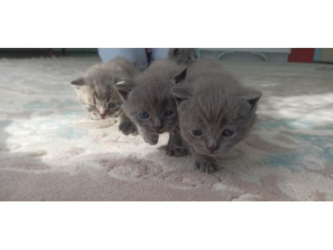 Ücretli sahiplenme british shorthair